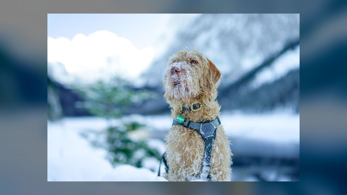 Top 10 Dog Harnesses for Hiking in 2027 — figure 7