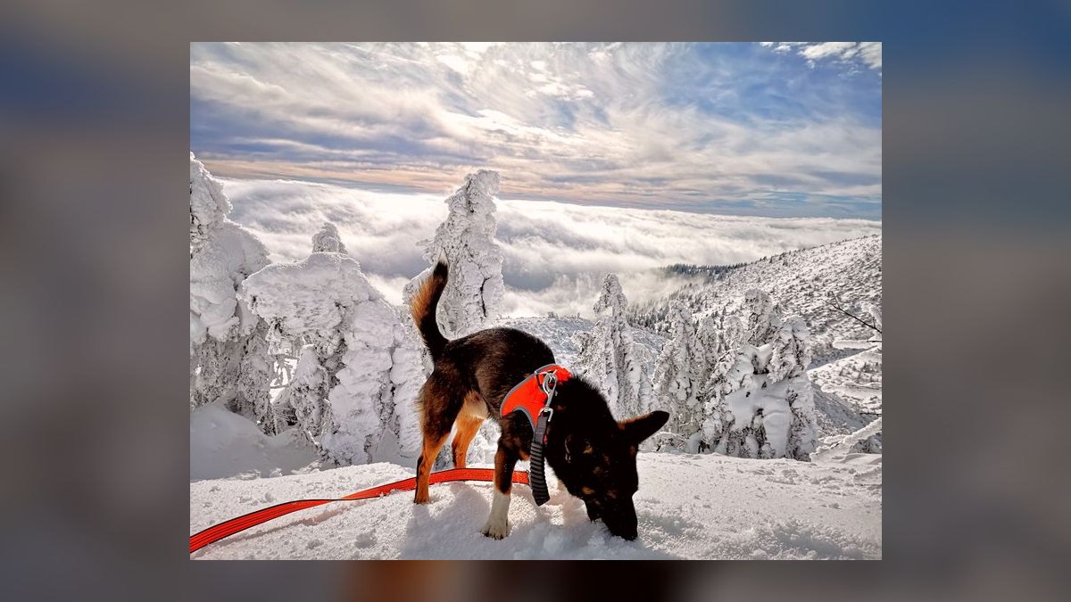 Top 10 Dog Harnesses for Hiking in 2027 — figure 8