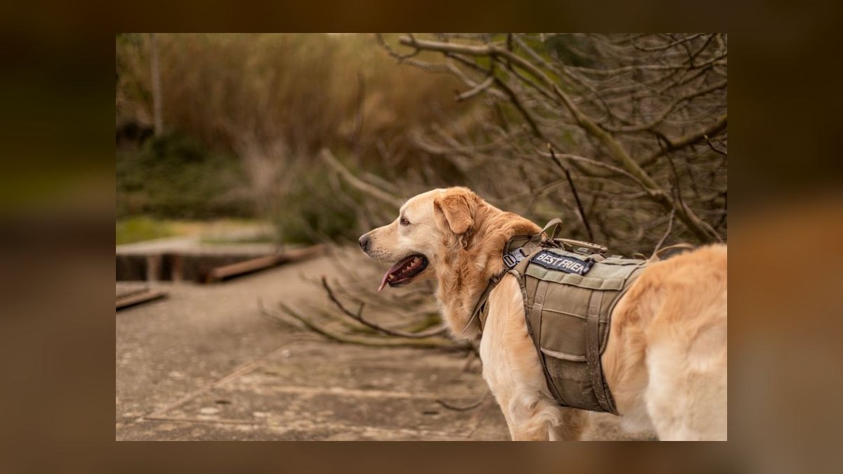 Top 10 Dog Harnesses for Hiking in 2027 — figure 9