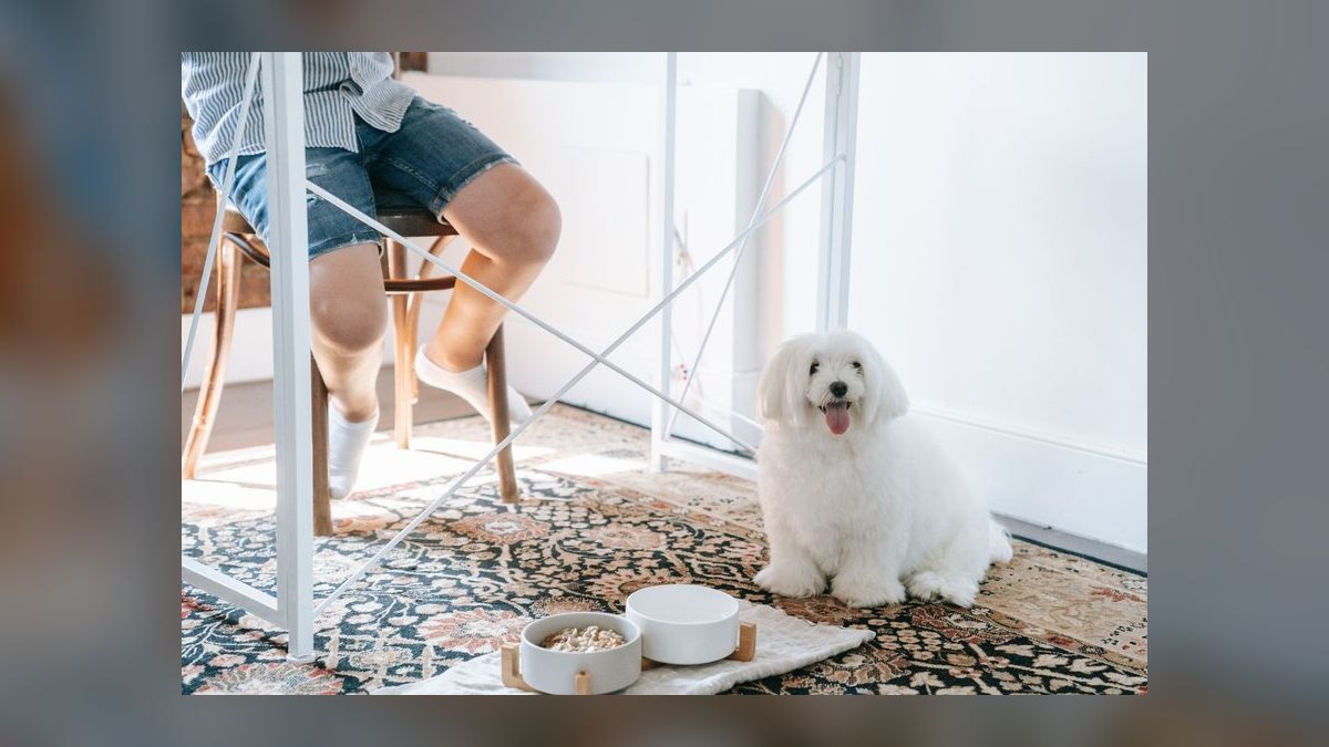 Top 10 Cooling Pet Products for Summer 2027 — figure 10