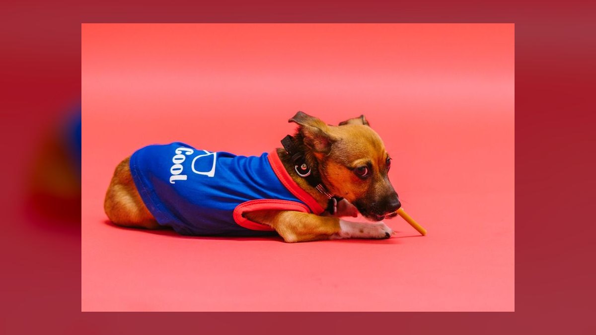 Top 10 Cooling Pet Products for Summer 2027 — figure 2