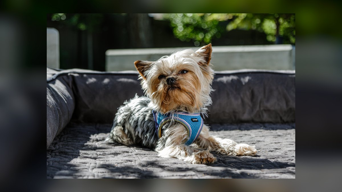 Top 10 Cooling Pet Products for Summer 2027 — figure 4