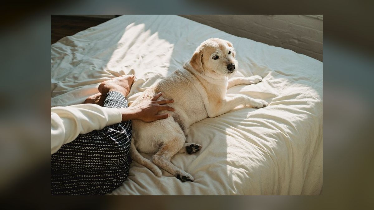 Top 10 Cooling Pet Products for Summer 2027 — figure 7