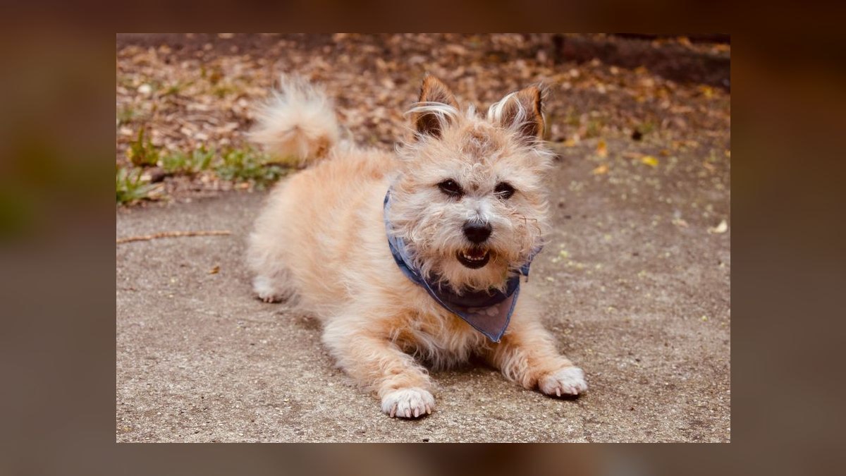 Top 10 Cooling Pet Products for Summer 2027 — figure 8