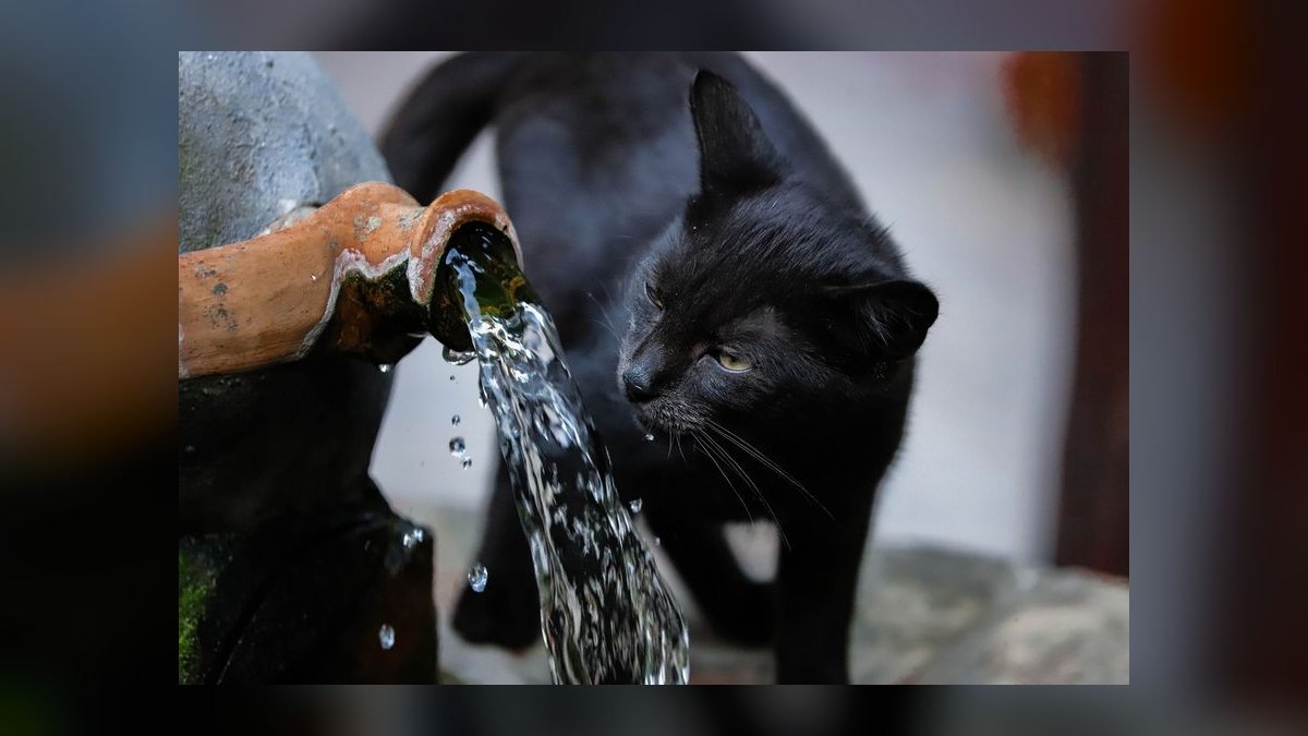 Top 10 Pet Water Fountains for 2027 — figure 2