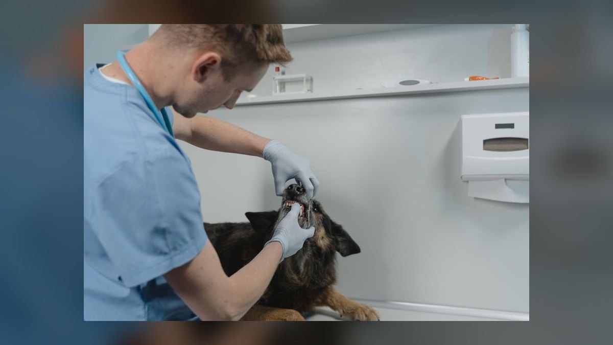 Top 10 Dental Health Chews for Dogs in 2027 — figure 1