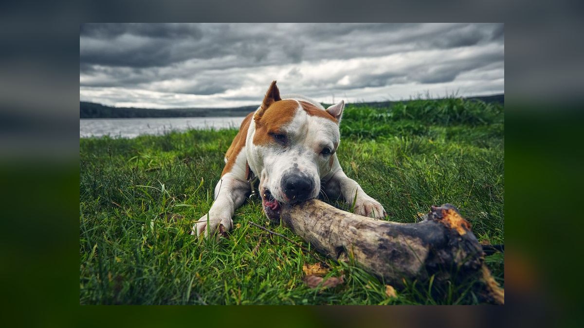Top 10 Dental Health Chews for Dogs in 2027 — figure 10