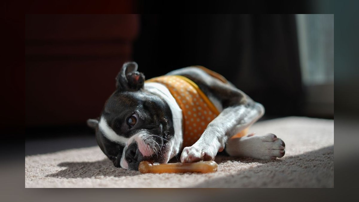 Top 10 Dental Health Chews for Dogs in 2027 — figure 2