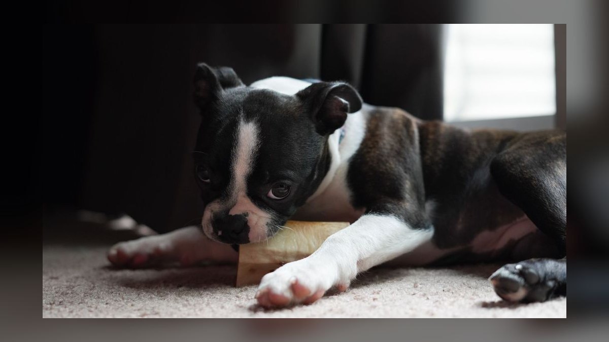 Top 10 Dental Health Chews for Dogs in 2027 — figure 6