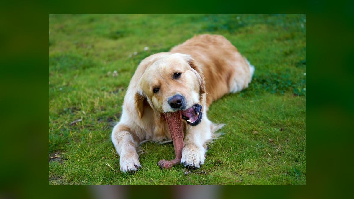 Top 10 Dental Health Chews for Dogs in 2027 — figure 7