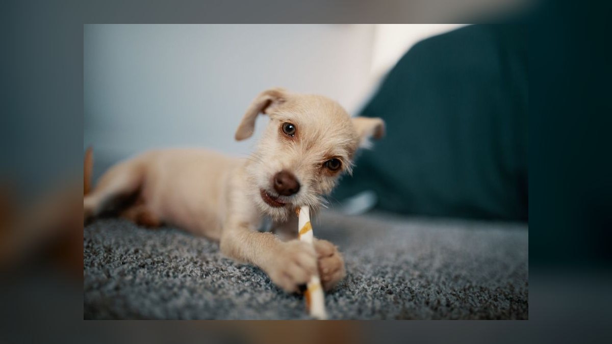 Top 10 Dental Health Chews for Dogs in 2027 — figure 8
