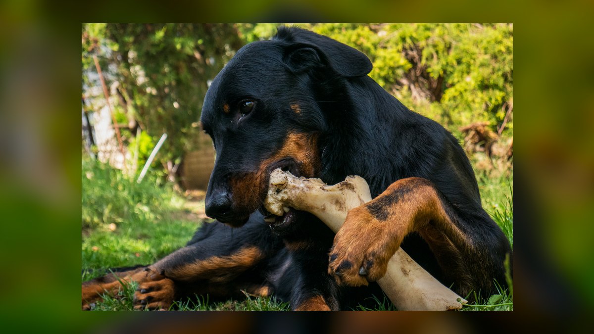 Top 10 Dental Health Chews for Dogs in 2027 — figure 9