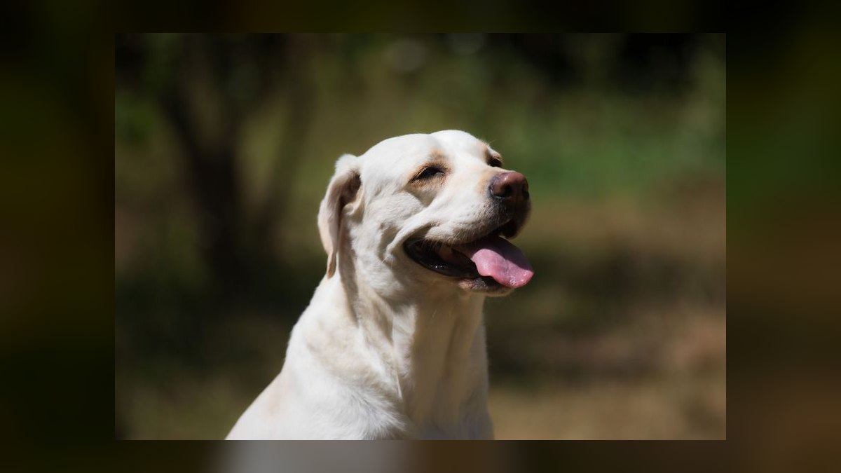 How often should I bathe my Labrador Retriever to maintain healthy skin and coat — figure 5