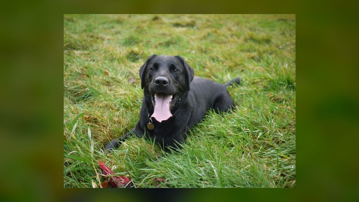 How often should I bathe my Labrador Retriever to maintain healthy skin and coat — figure 6