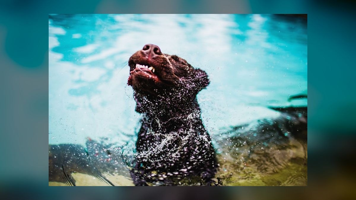 How often should I bathe my Labrador Retriever to maintain healthy skin and coat — figure 7