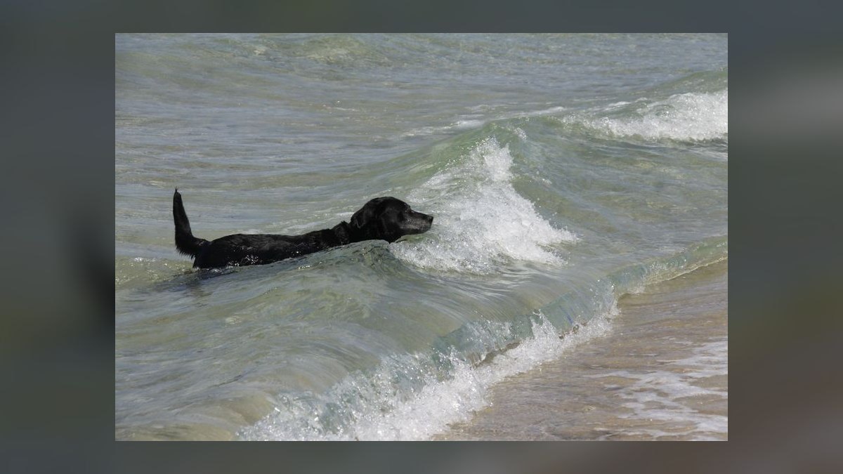 How often should I bathe my Labrador Retriever to maintain healthy skin and coat — figure 8