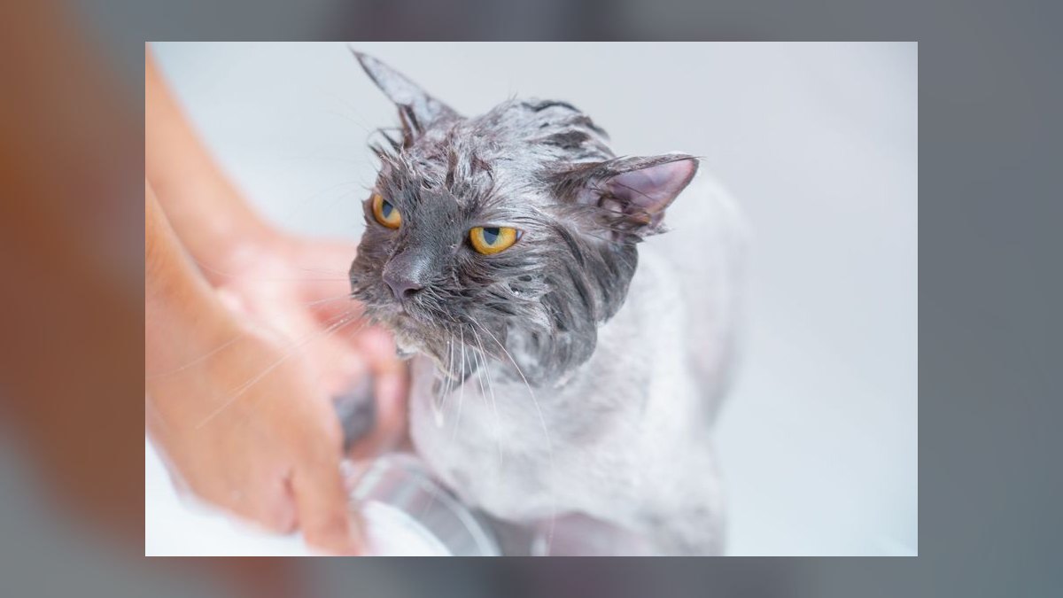How often should I bathe my Labrador Retriever to maintain healthy skin and coat — figure 9