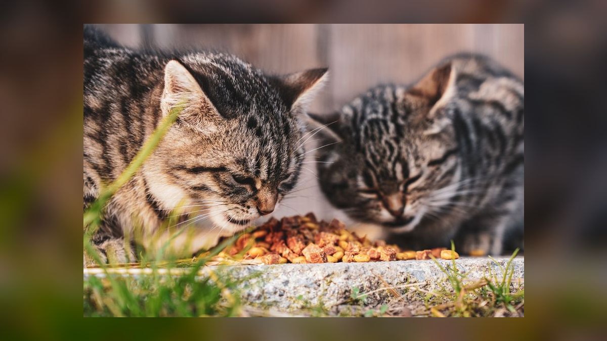 What are the signs of a food allergy in cats and how do I switch their diet safely — figure 2
