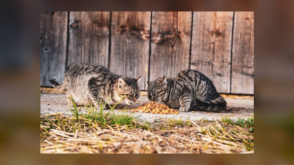 What are the signs of a food allergy in cats and how do I switch their diet safely — figure 3