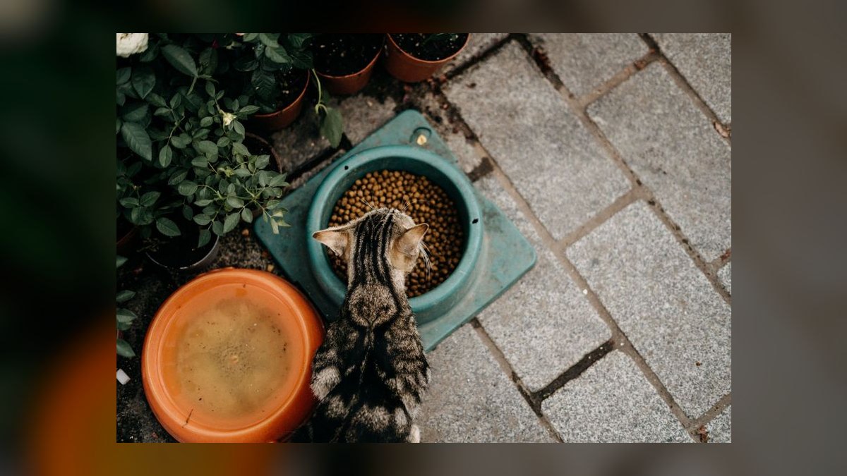 What are the signs of a food allergy in cats and how do I switch their diet safely — figure 4