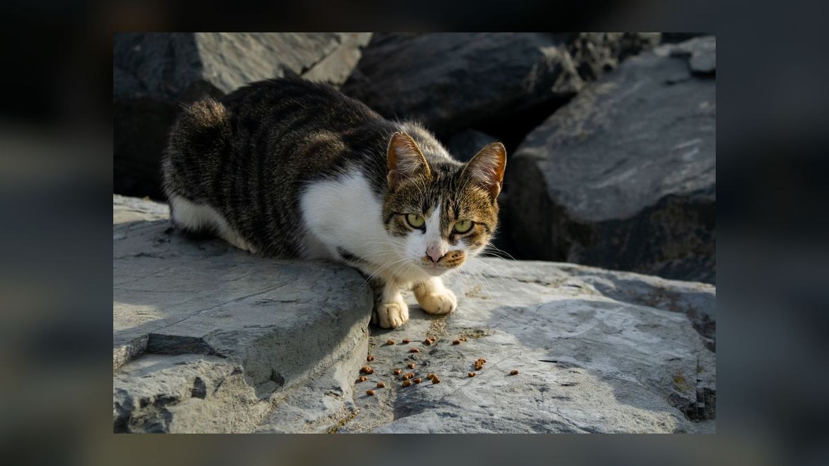 What are the signs of a food allergy in cats and how do I switch their diet safely — figure 5