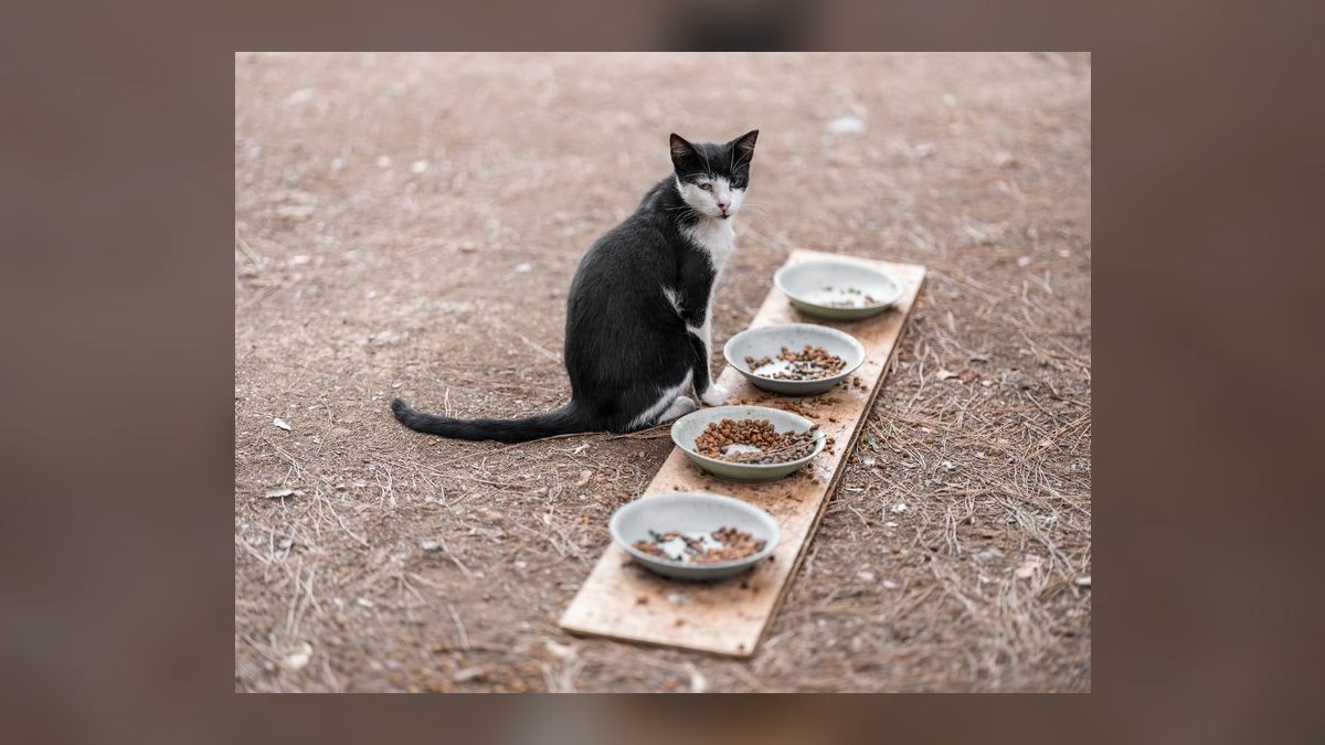 What are the signs of a food allergy in cats and how do I switch their diet safely — figure 6
