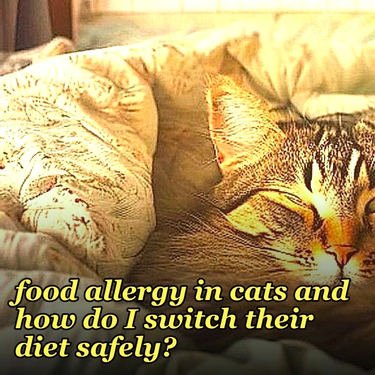 What are the signs of a food allergy in cats and how do I switch their diet safely?