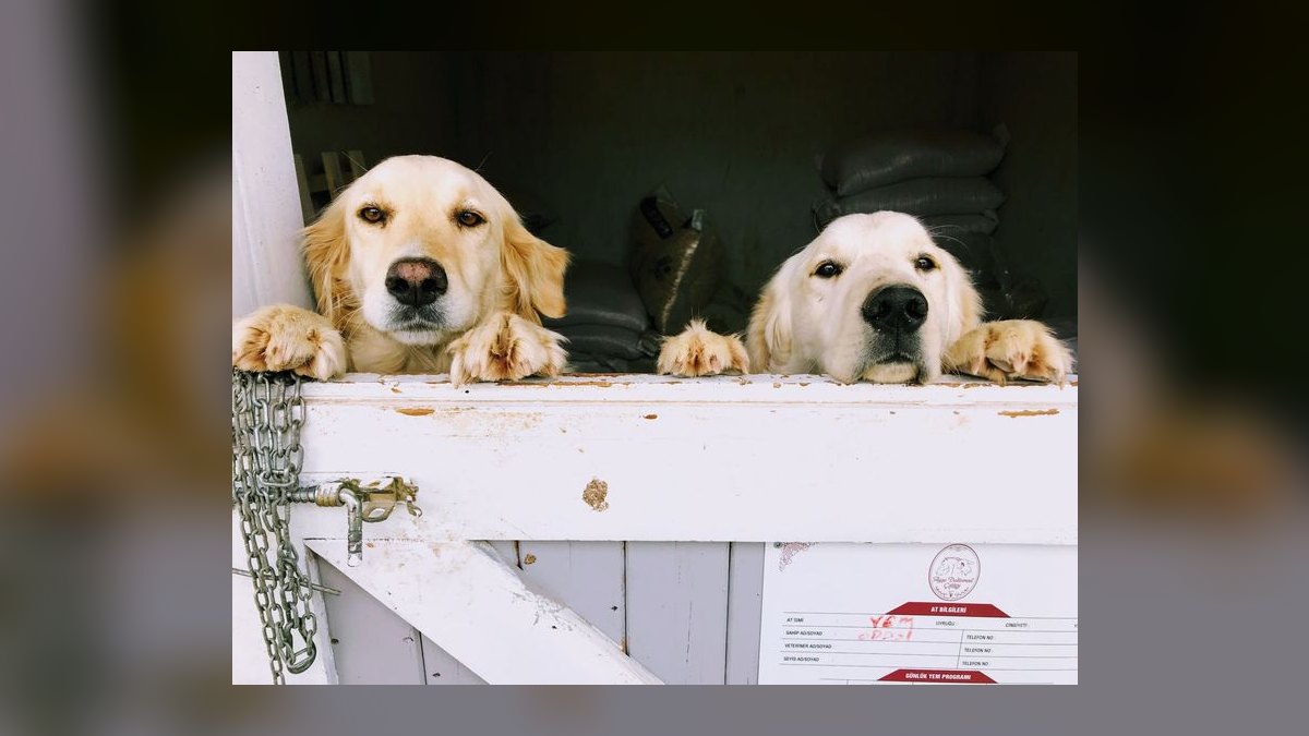 Is grain-free dog food linked to heart disease in certain breeds like Golden Retrievers — figure 2