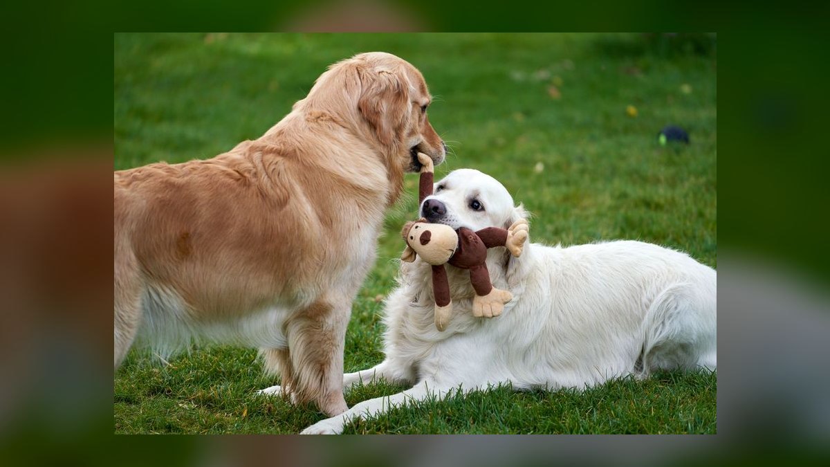 Is grain-free dog food linked to heart disease in certain breeds like Golden Retrievers — figure 3