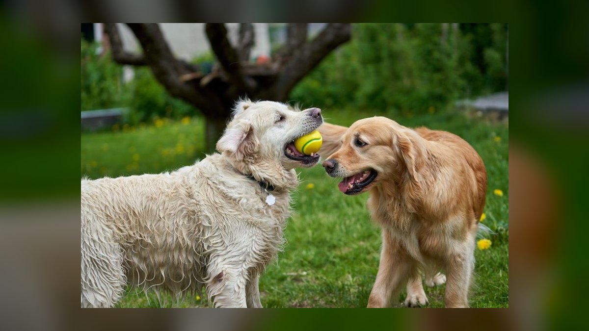 Is grain-free dog food linked to heart disease in certain breeds like Golden Retrievers — figure 4