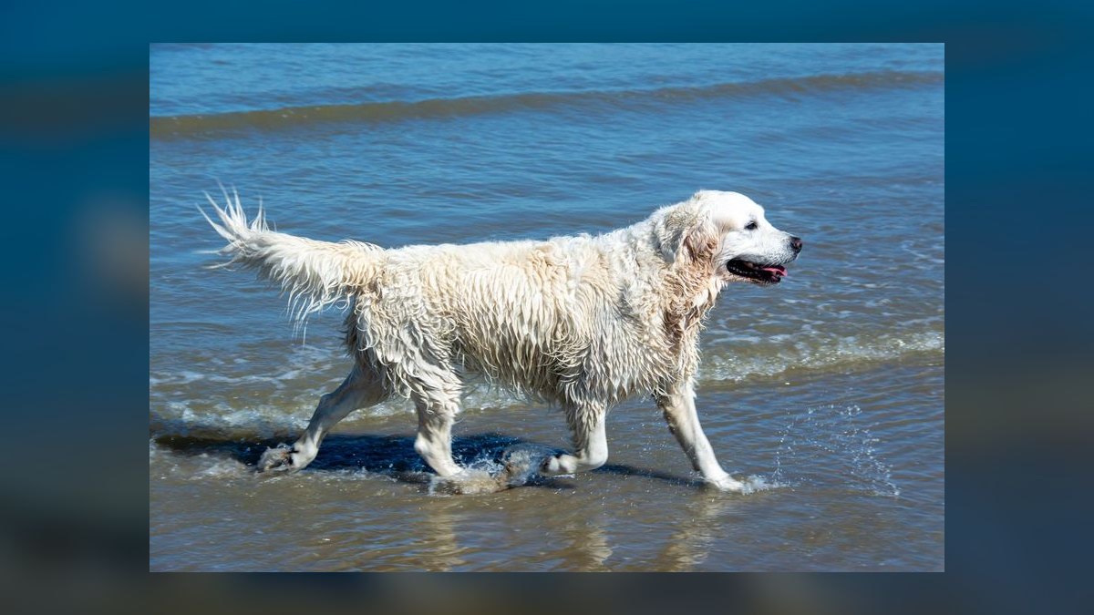 Is grain-free dog food linked to heart disease in certain breeds like Golden Retrievers — figure 5