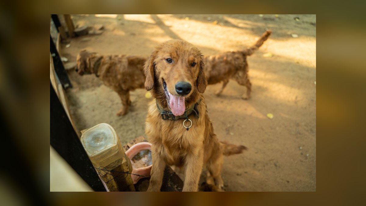 Is grain-free dog food linked to heart disease in certain breeds like Golden Retrievers — figure 6