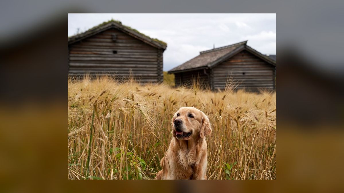 Is grain-free dog food linked to heart disease in certain breeds like Golden Retrievers — figure 7
