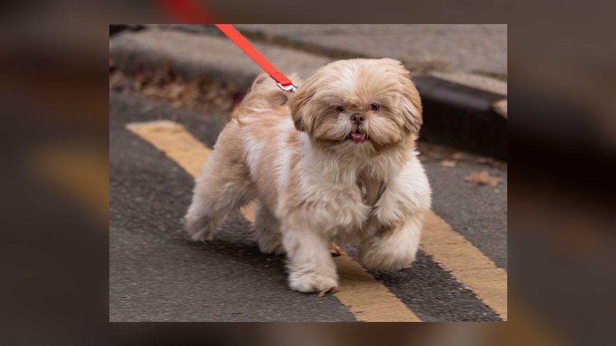 What type of harness is best for a small dog breed like a Shih Tzu that pulls on the leash — figure 1