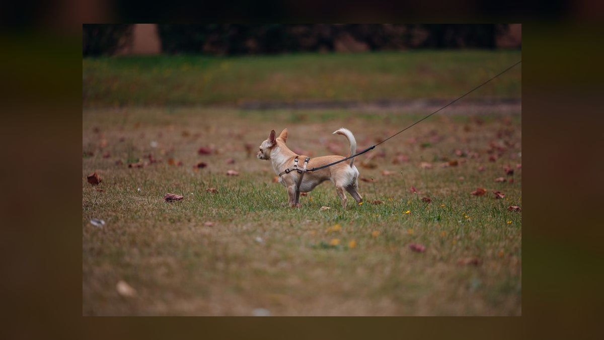 What type of harness is best for a small dog breed like a Shih Tzu that pulls on the leash — figure 10