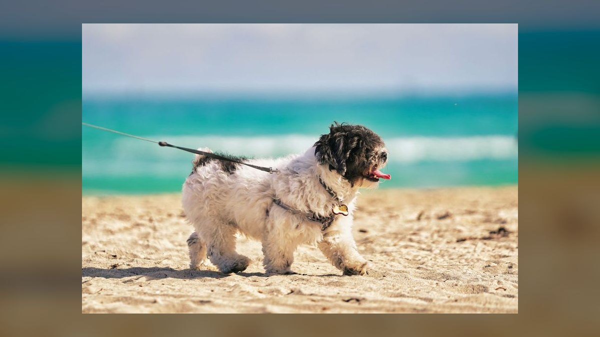 What type of harness is best for a small dog breed like a Shih Tzu that pulls on the leash — figure 2