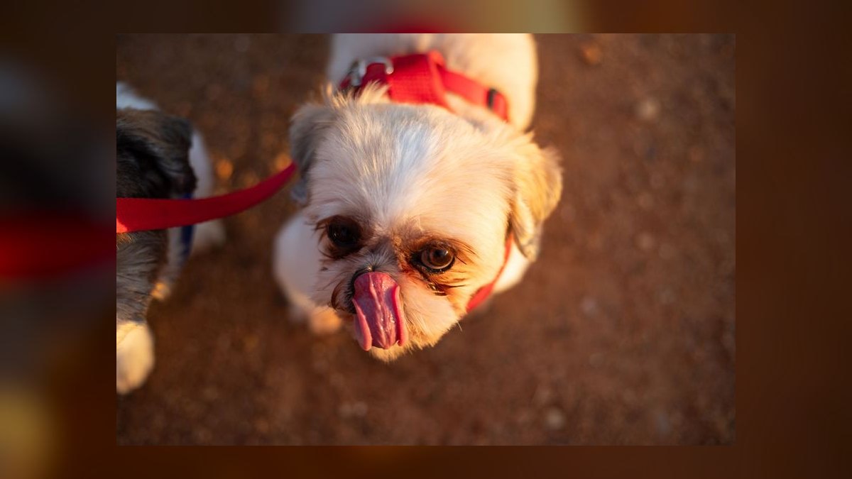 What type of harness is best for a small dog breed like a Shih Tzu that pulls on the leash — figure 3