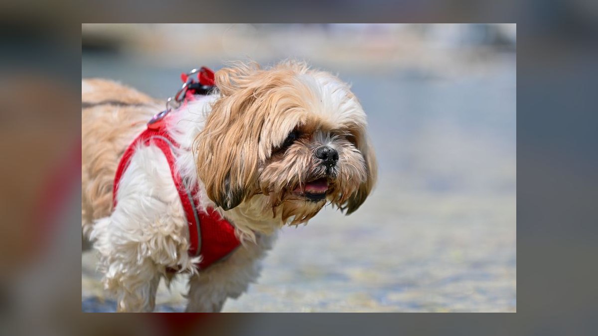 What type of harness is best for a small dog breed like a Shih Tzu that pulls on the leash — figure 4