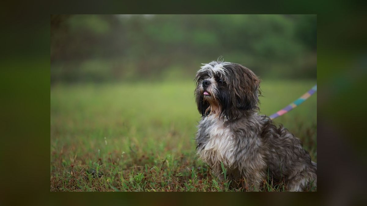 What type of harness is best for a small dog breed like a Shih Tzu that pulls on the leash — figure 5