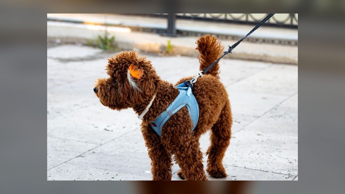 What type of harness is best for a small dog breed like a Shih Tzu that pulls on the leash — figure 6