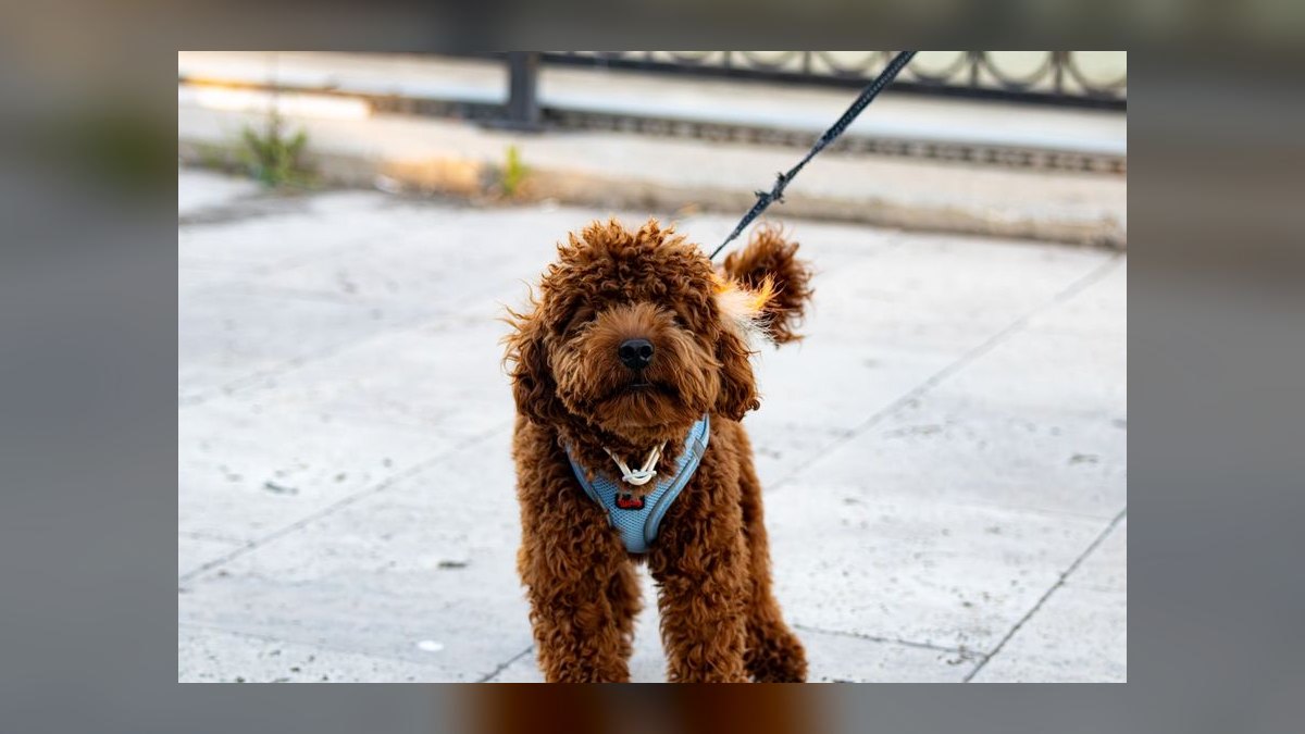 What type of harness is best for a small dog breed like a Shih Tzu that pulls on the leash — figure 7