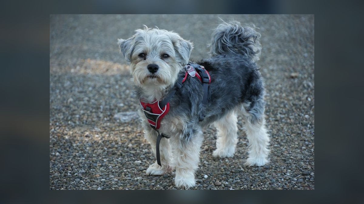 What type of harness is best for a small dog breed like a Shih Tzu that pulls on the leash — figure 8