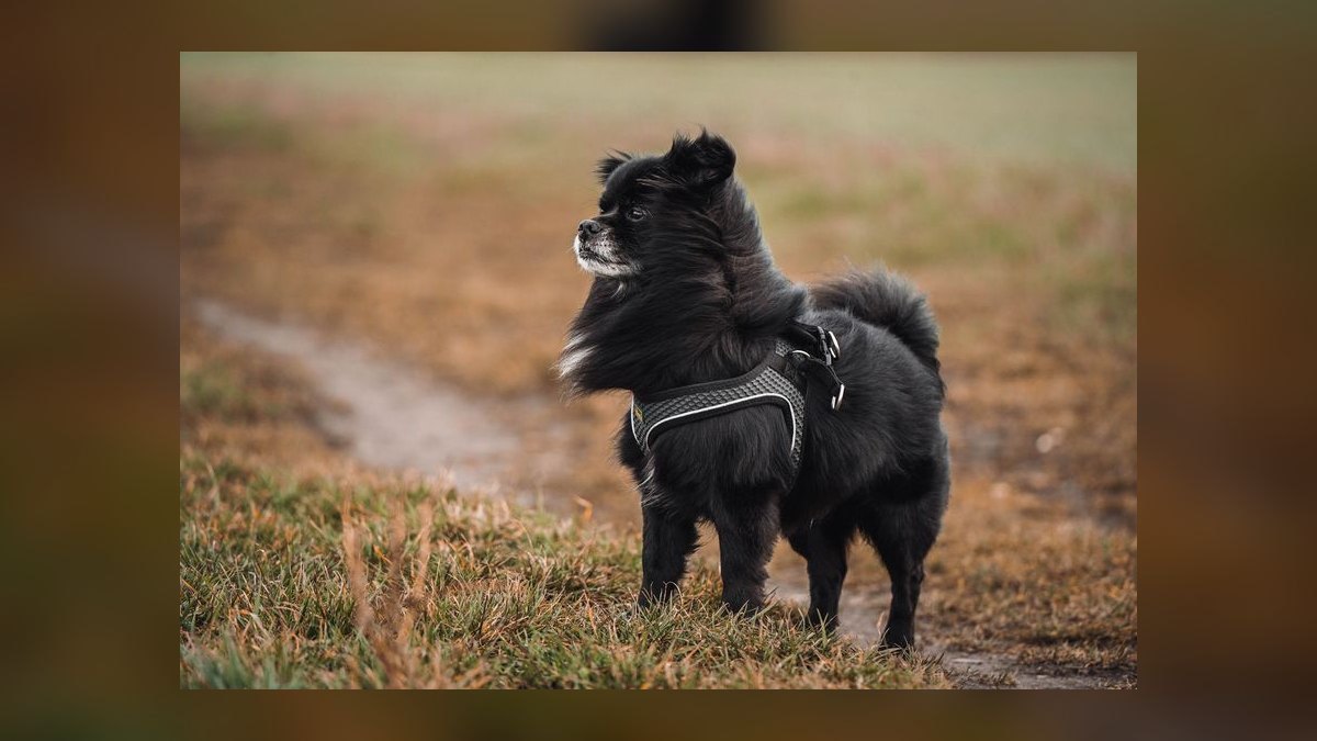 What type of harness is best for a small dog breed like a Shih Tzu that pulls on the leash — figure 9
