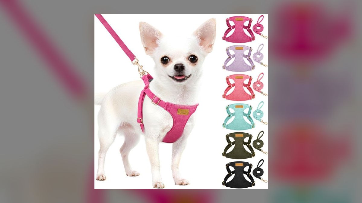 What type of harness is best for a small dog breed like a Shih Tzu that pulls on the leash?