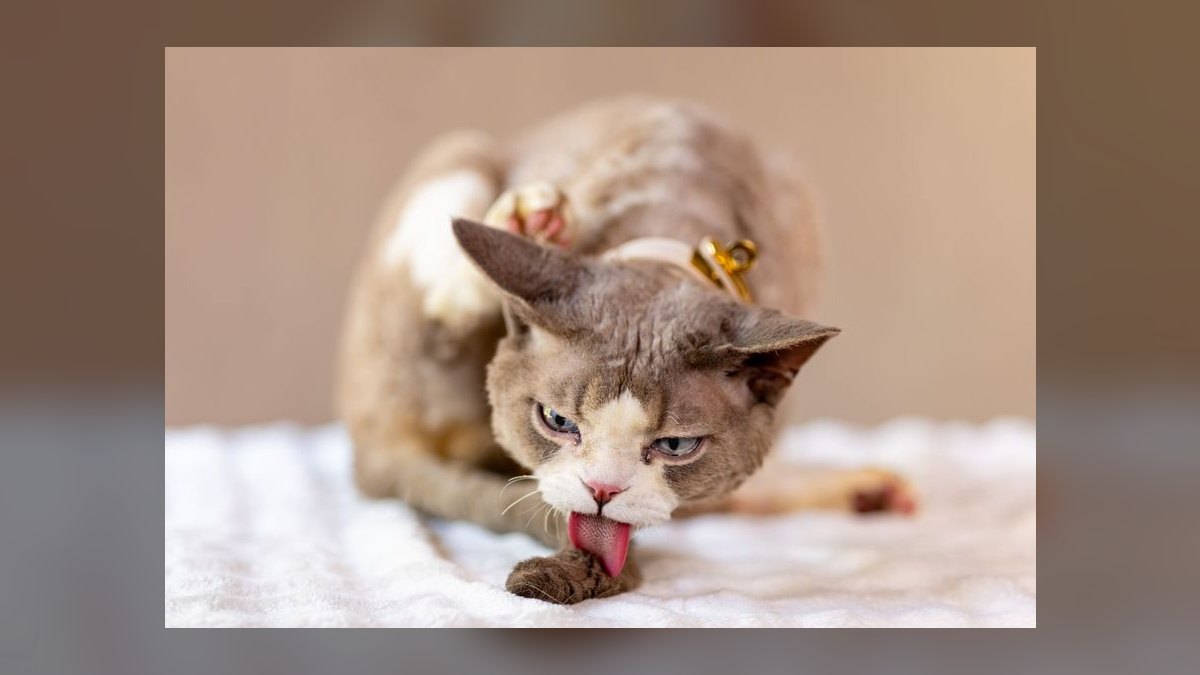 How do I clean my cat's ears without causing injury or stress — figure 2