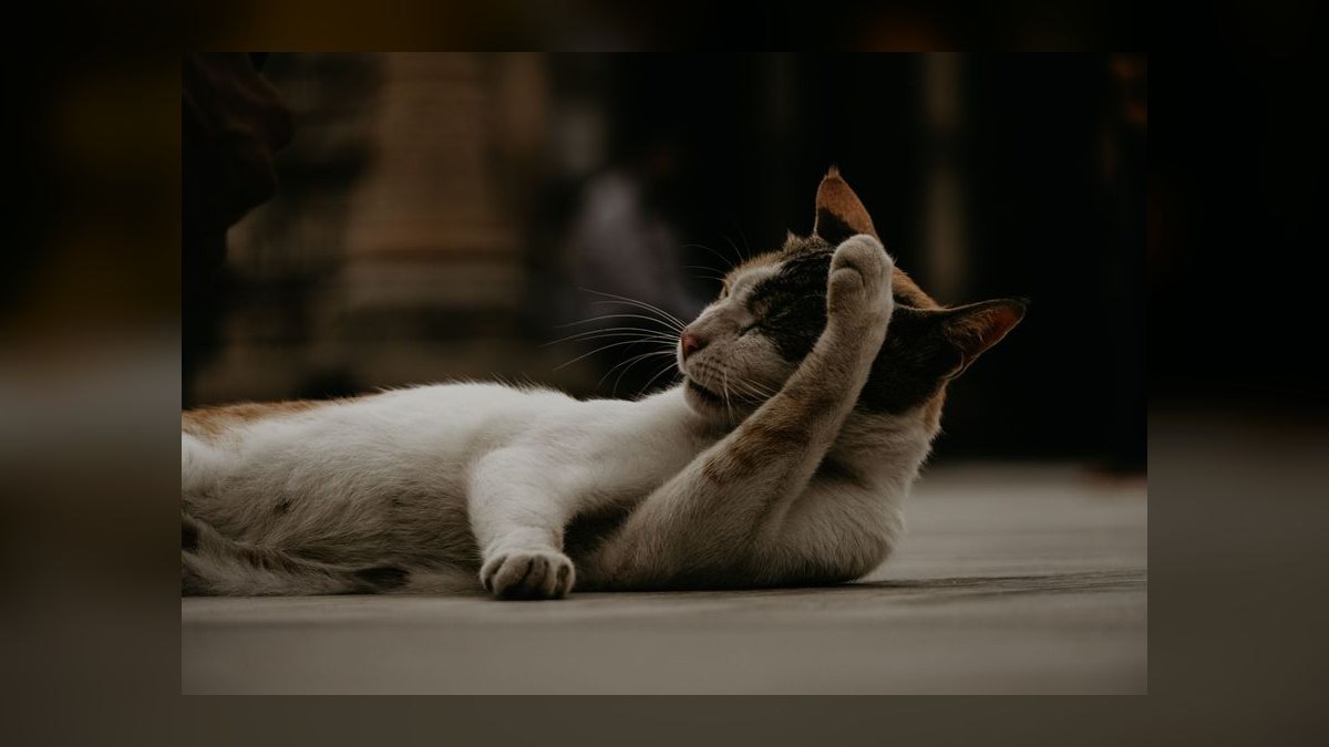 How do I clean my cat's ears without causing injury or stress — figure 3