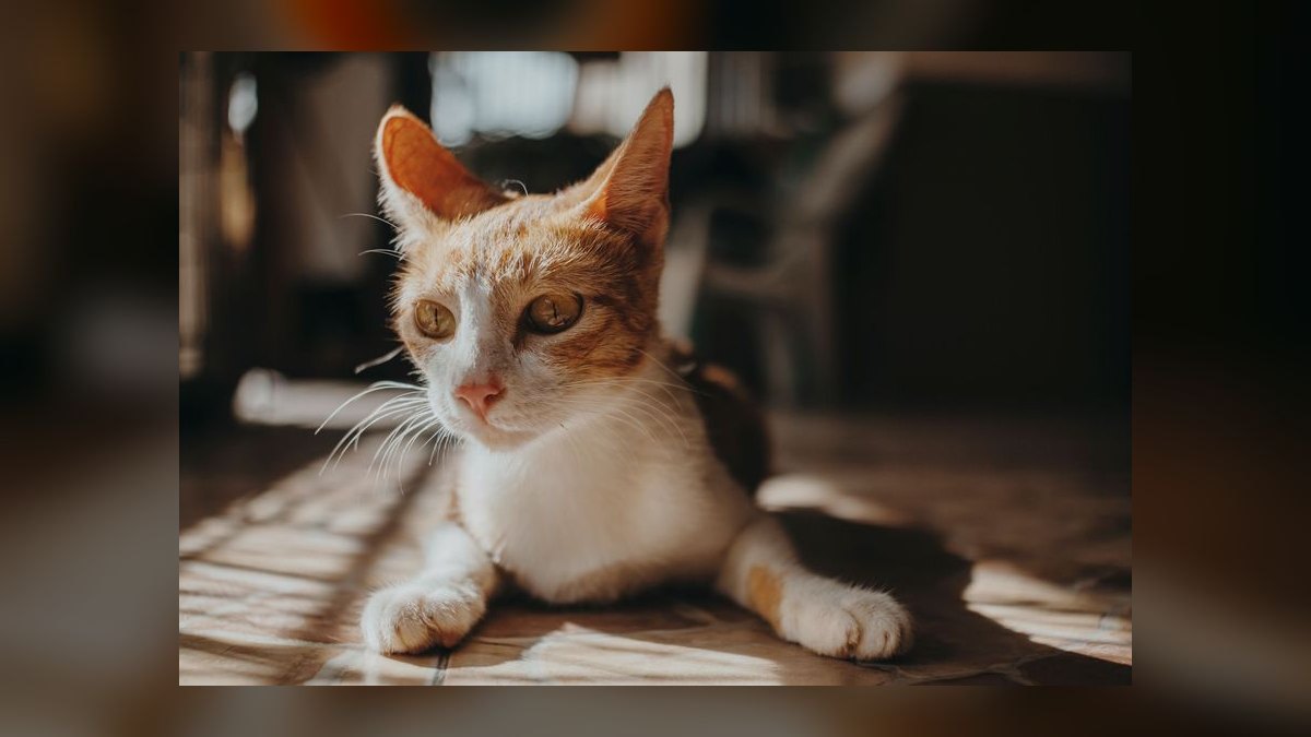 How do I clean my cat's ears without causing injury or stress — figure 4