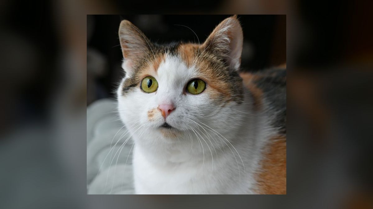 How do I clean my cat's ears without causing injury or stress — figure 5