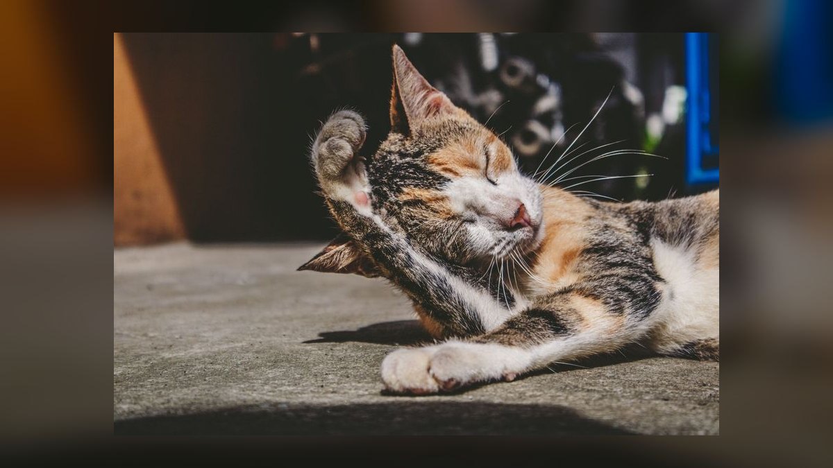 How do I clean my cat's ears without causing injury or stress — figure 6