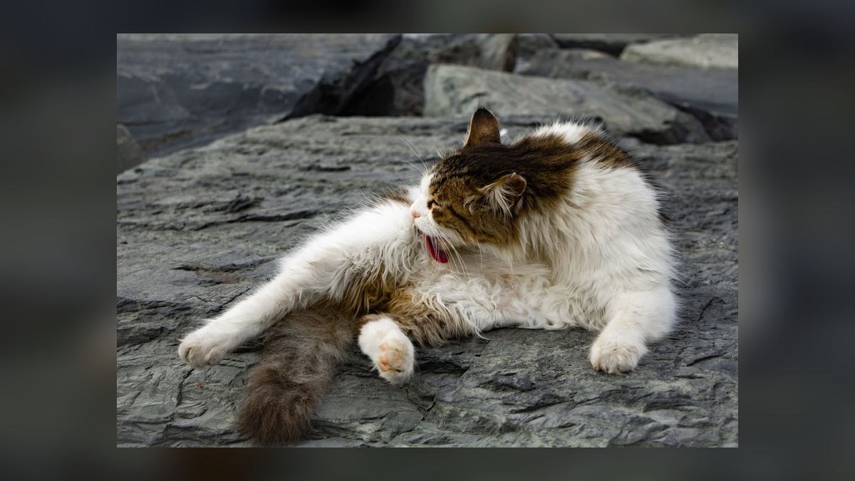 How do I clean my cat's ears without causing injury or stress — figure 7